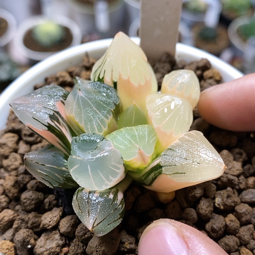 【闪购商品】53冰城x克