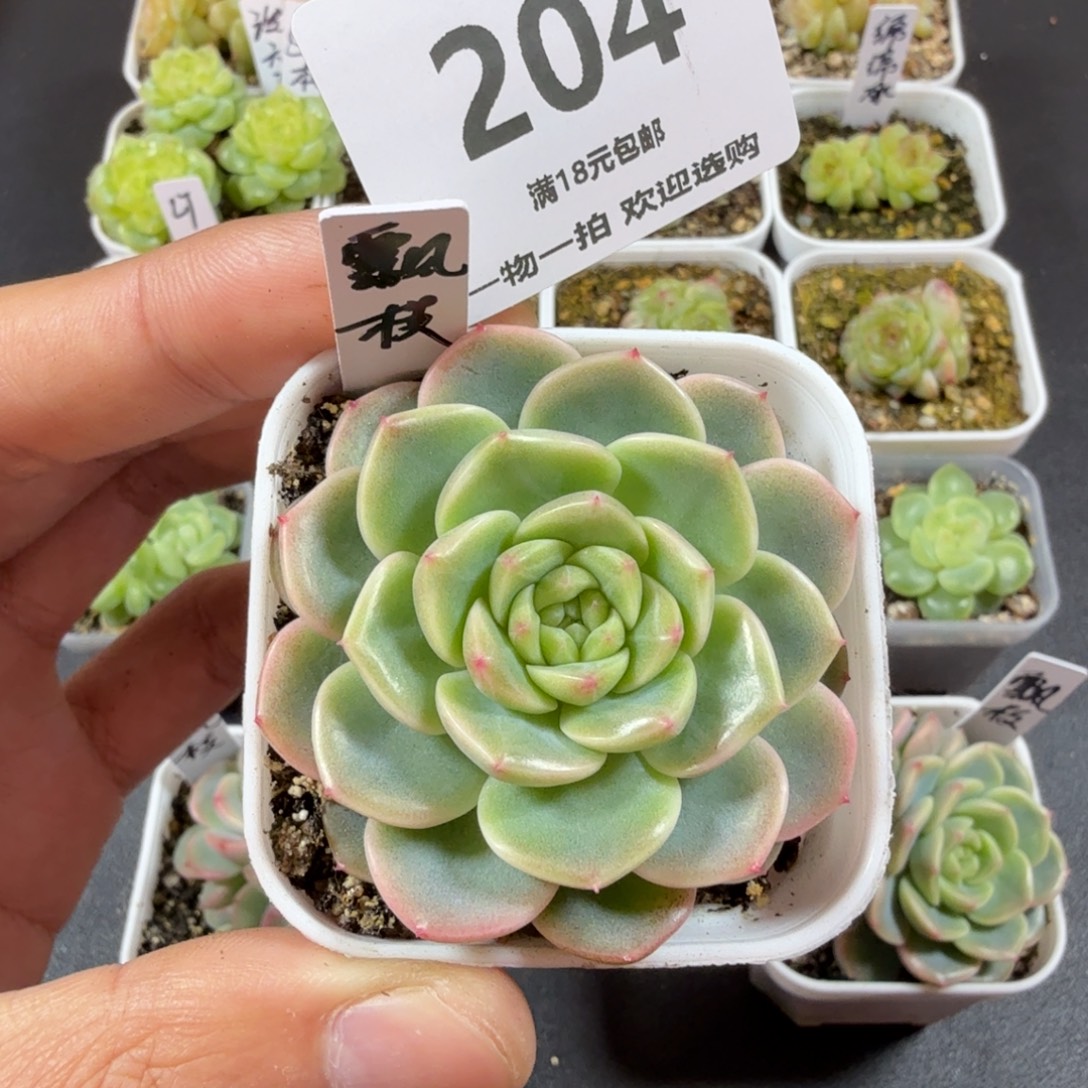 飘枝单头一物一拍204