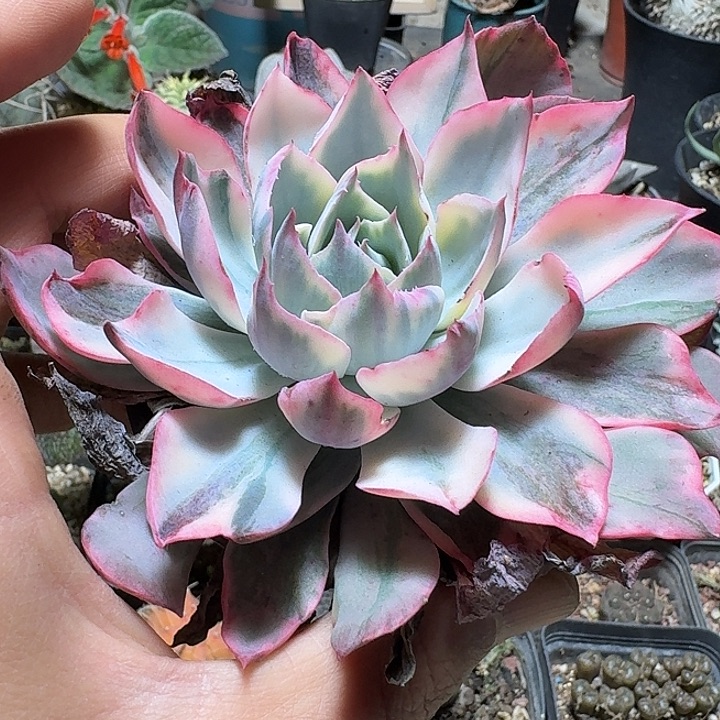 795阿美星锦脱土发货