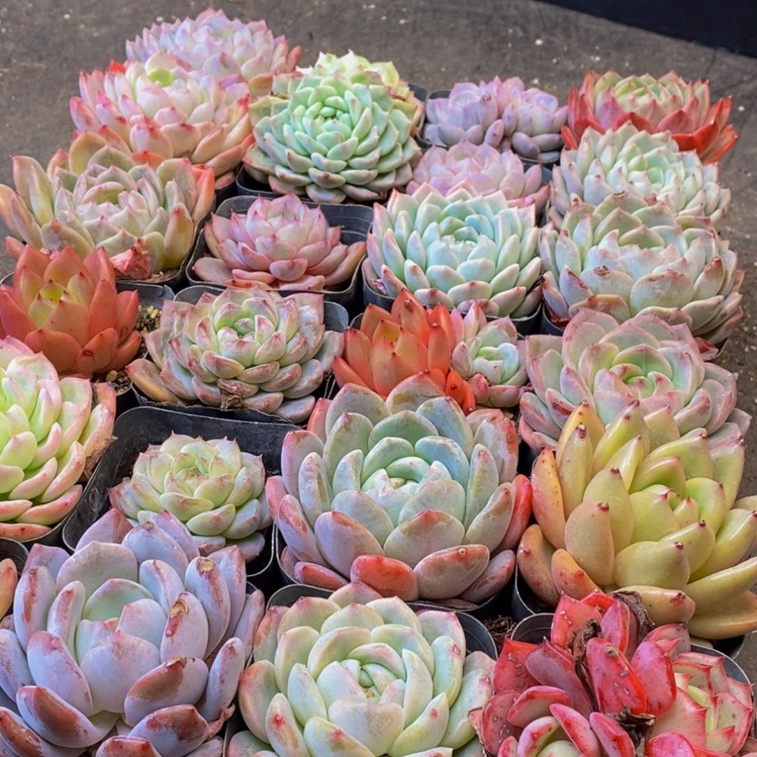 466多肉植物保护研究所所长助理