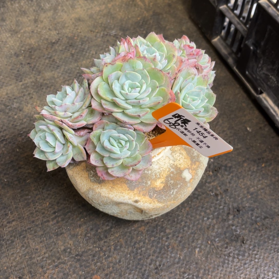 ✨****✨1454海棠花缀冠幅17左右