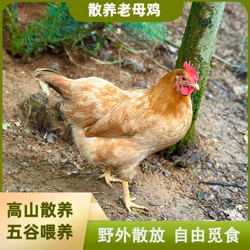 【1只】皖南散养土老母鸡  适合煲汤 净重2.6斤-3斤 新鲜宰杀发货