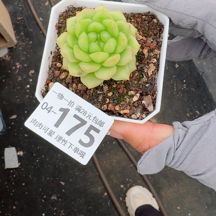 灯泡珍妮多肉植物多肉植物