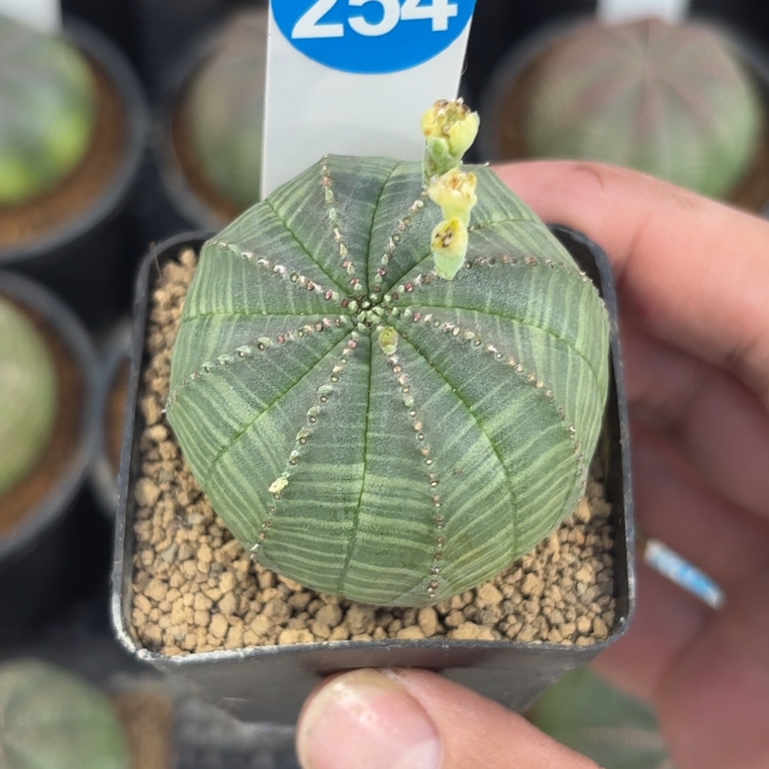 254欧版布纹球带盆带土