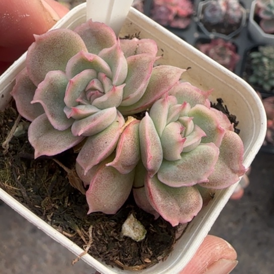 38虾饺多肉植物多