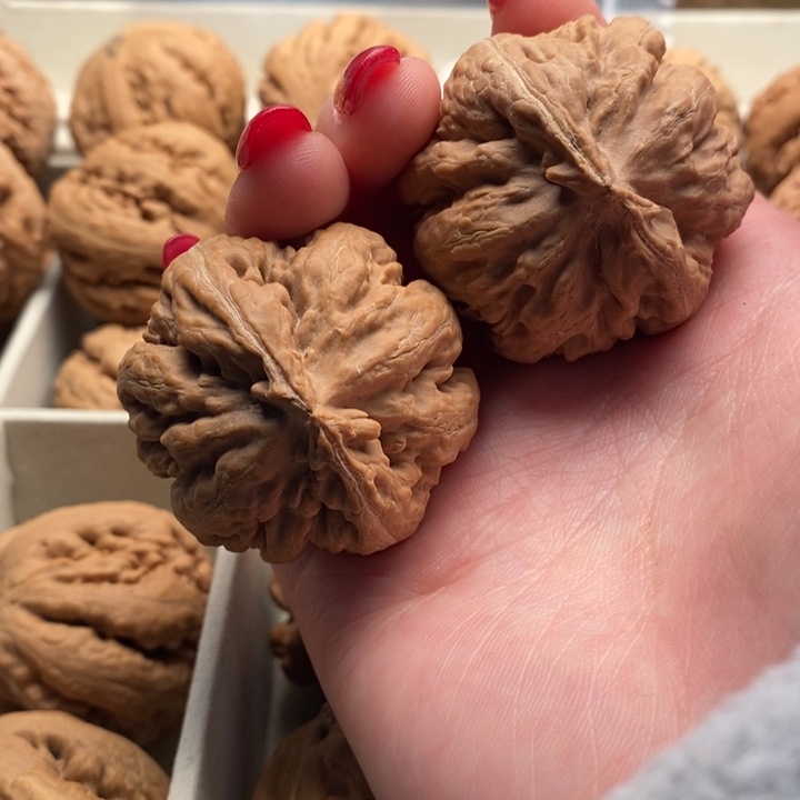 无***长文玩核桃把件霸王龙