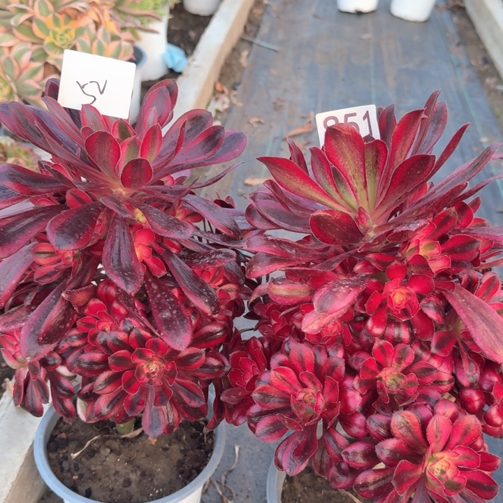 香奶奶法师一颗52851