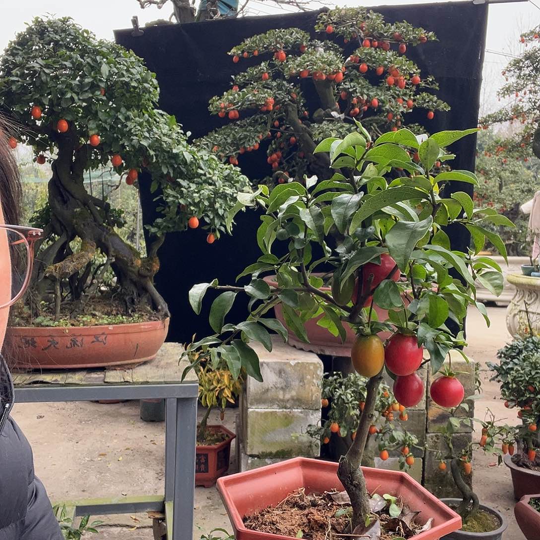 金弹子盆景喜欢的来