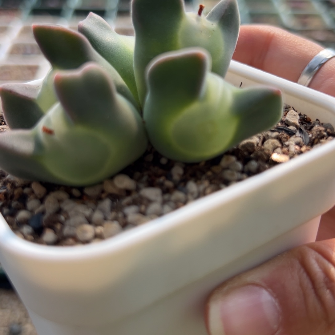 艾**滴LJ2 老头x1 多肉植物