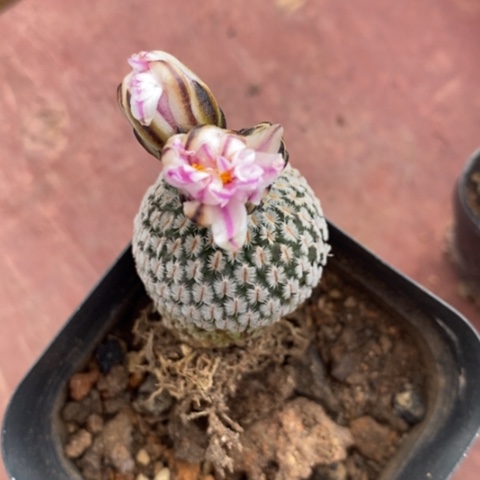 金巧殿单2仙人球