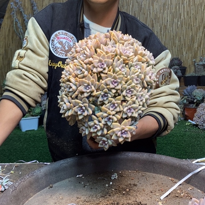 养***子366 号淡雪多肉植物