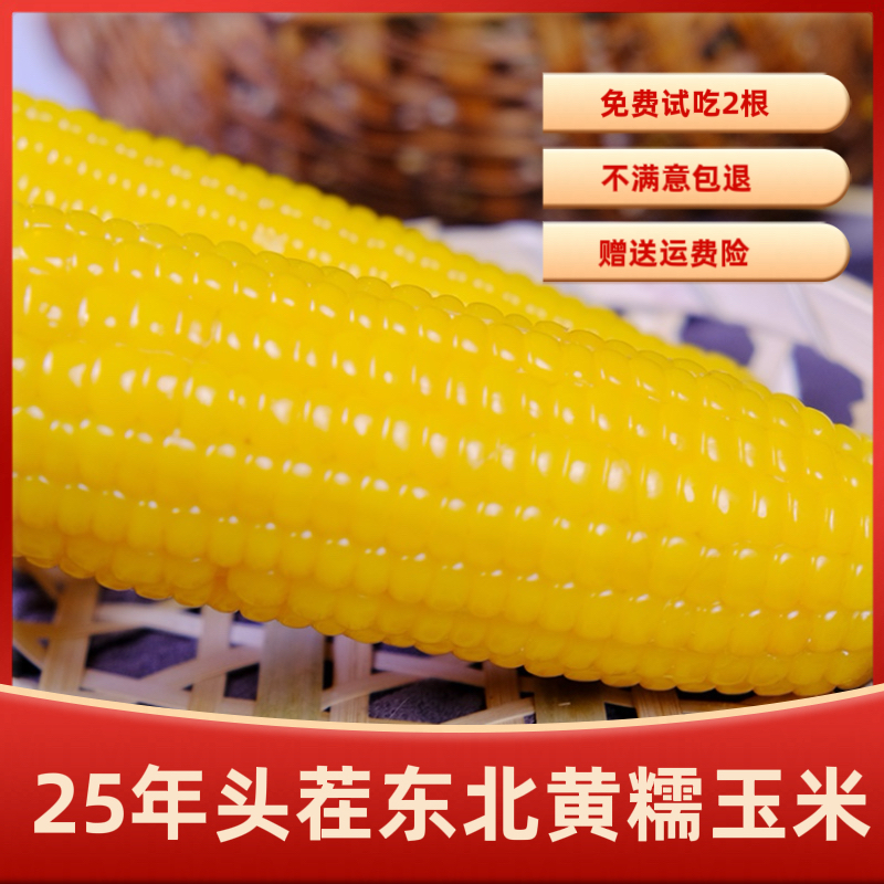 【金佰程】25年头茬东北黄糯玉米260g*10支香甜软糯 