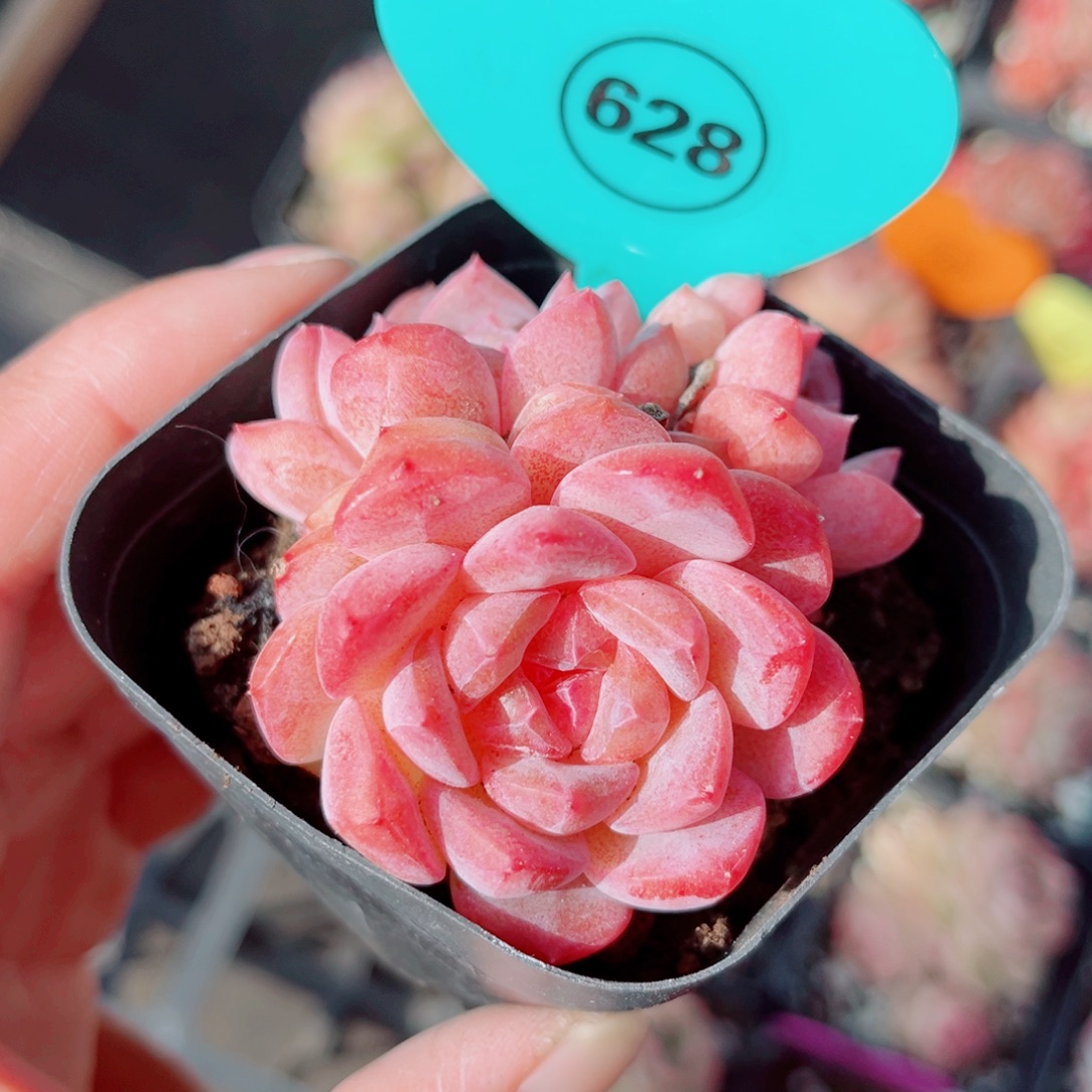 628号小老桩糖心群