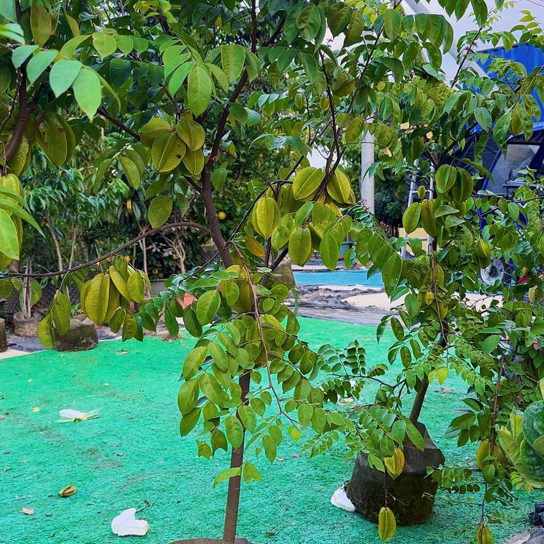 美***窝无花朵果树11111111111111