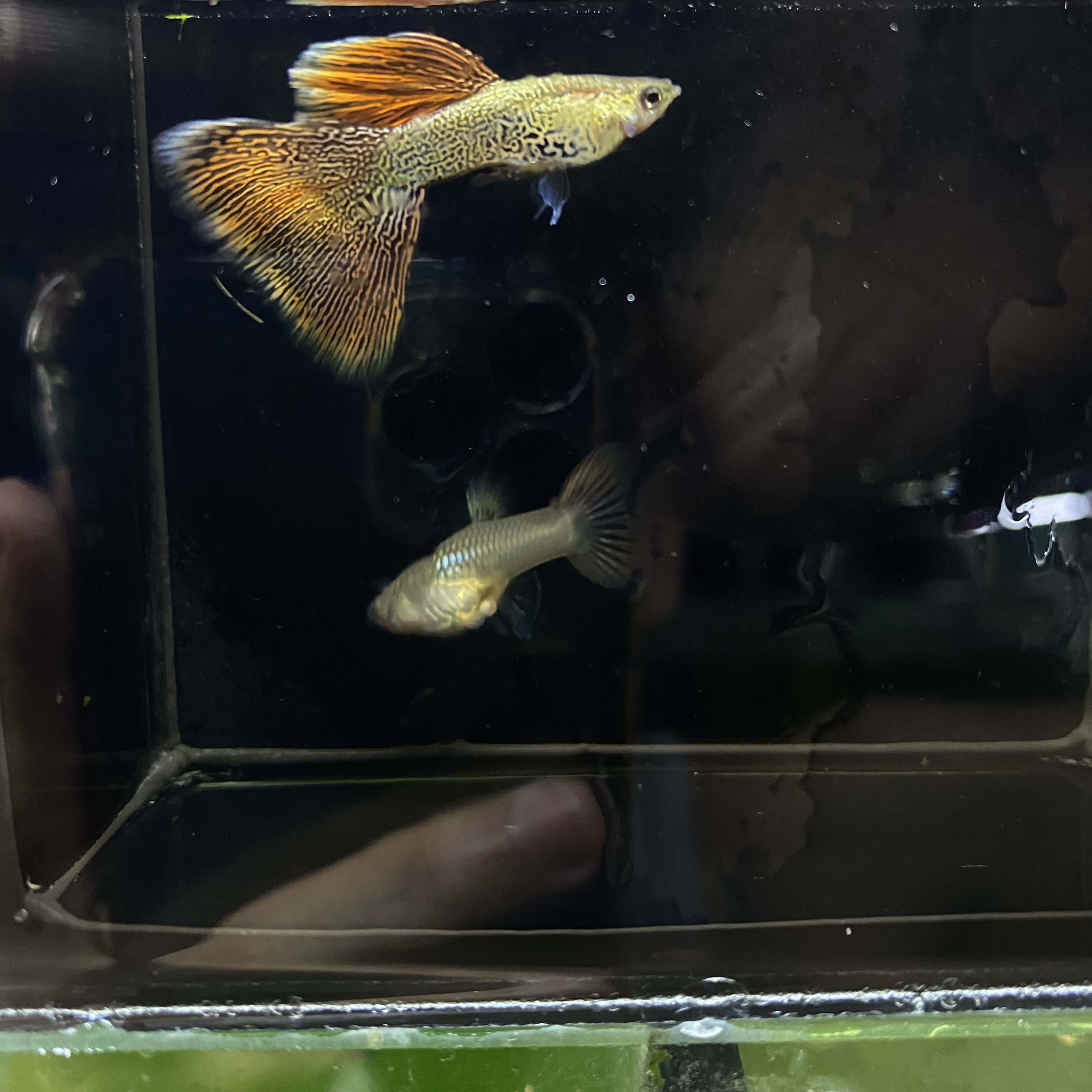   赛级超细纹红蕾丝孔雀鱼凤尾鱼（头牌）