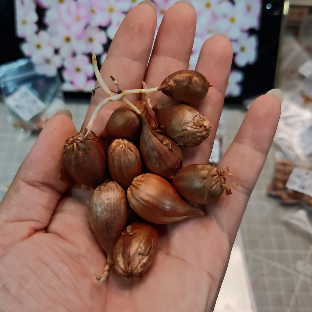 酢浆草早花盲盒10颗超大球