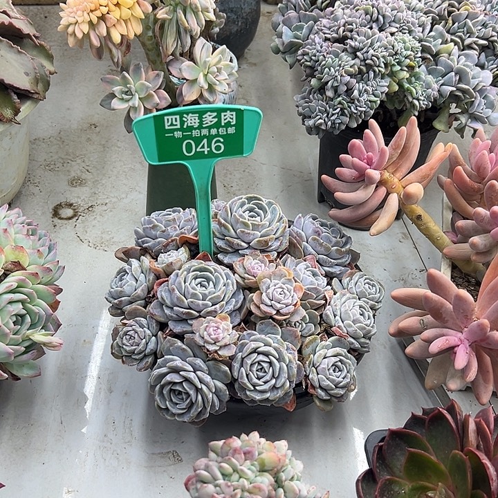 婷***^汉堡多肉植物营养046