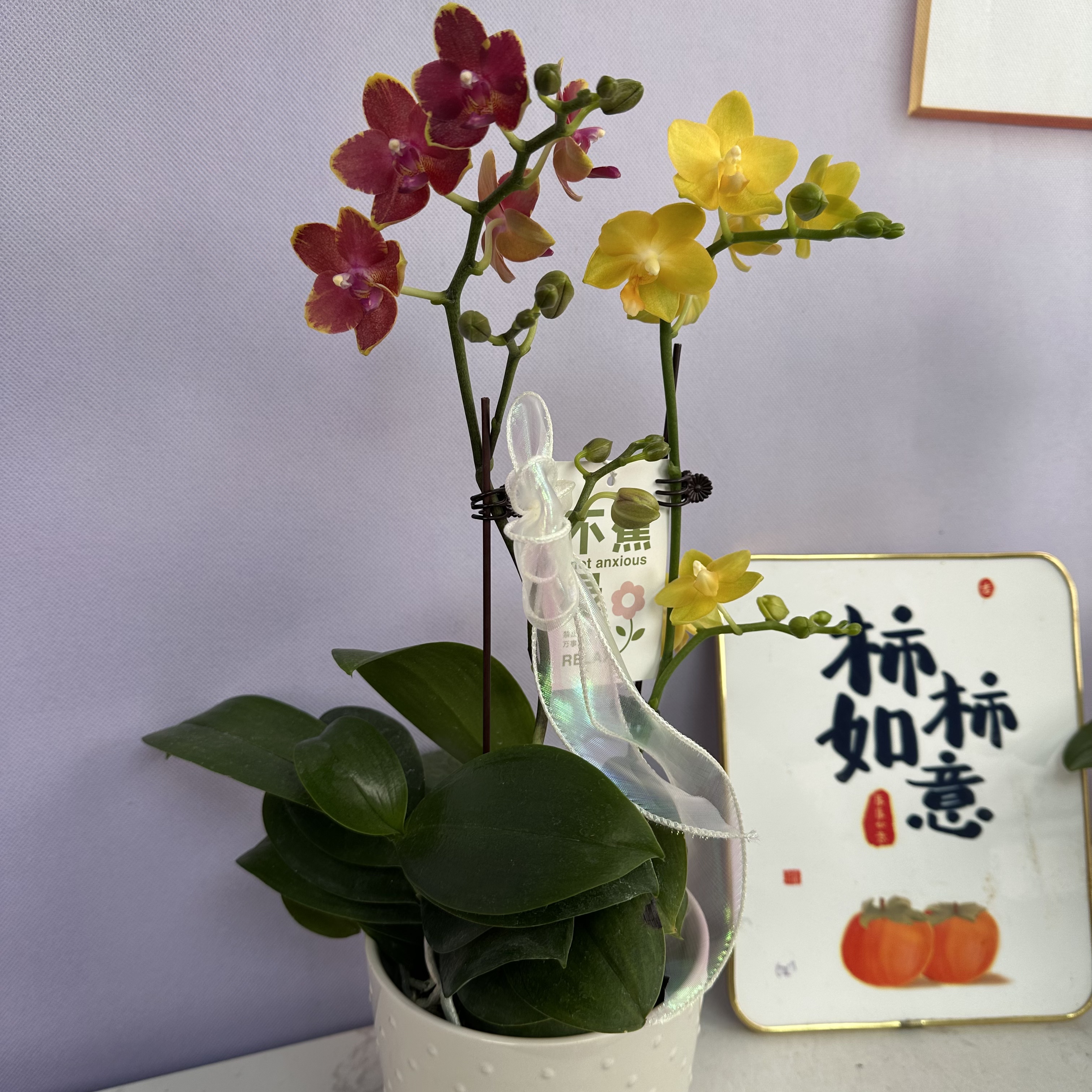 A3【绝代双骄】中大花型带花苞送花盆花期长中秋送礼