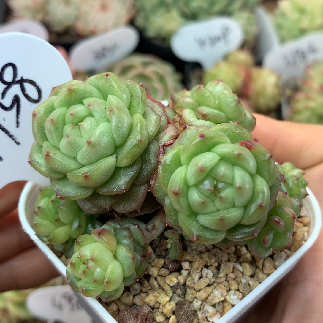 19头灯泡珍妮4958