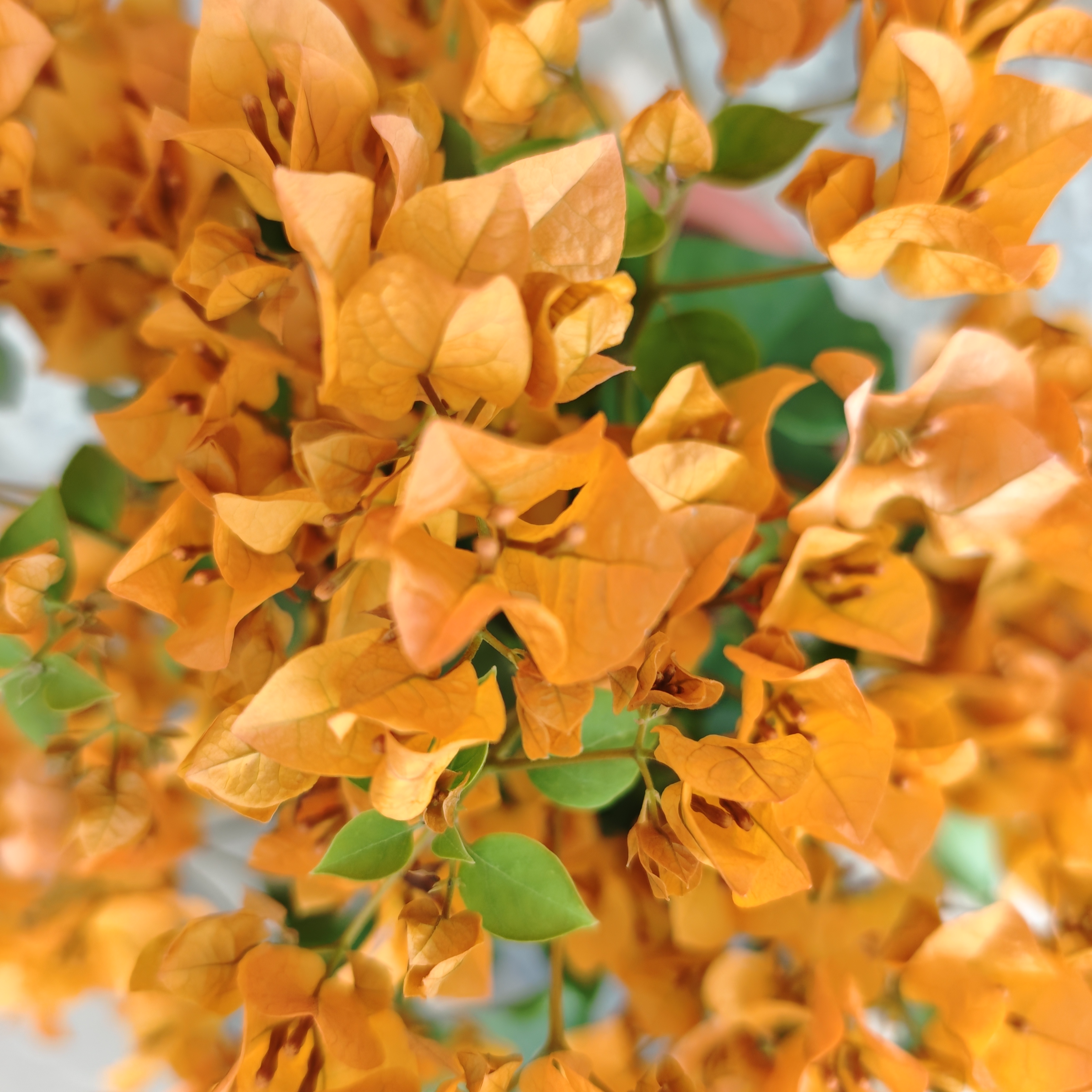 加州黄金三角梅室内鲜花花卉盆栽花卉阳台庭院四季开花易养护盆栽