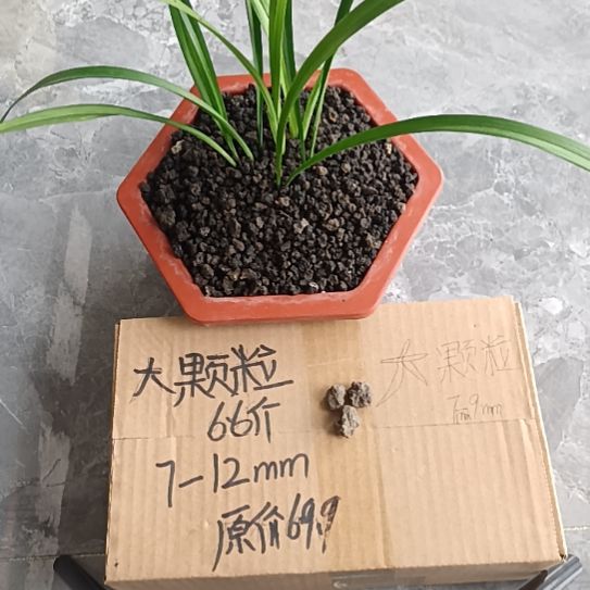 痞***子兰菌黑山土大颗粒6.6斤