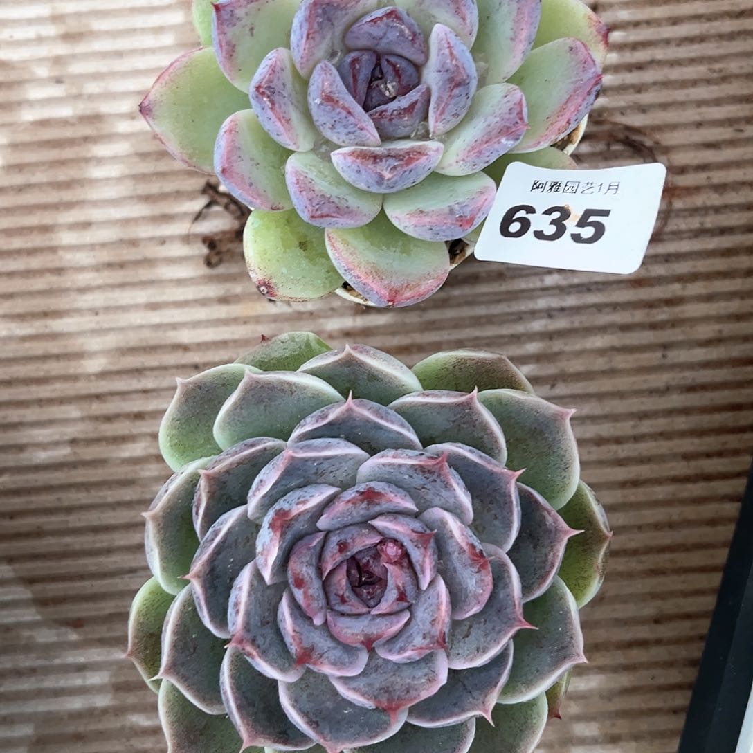 阿雅园艺。       635