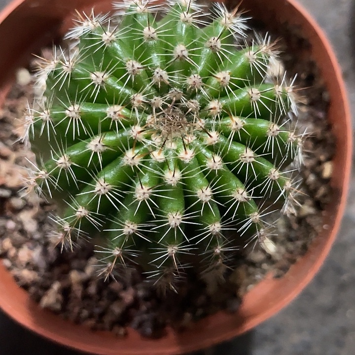 185号多棱实生彩草