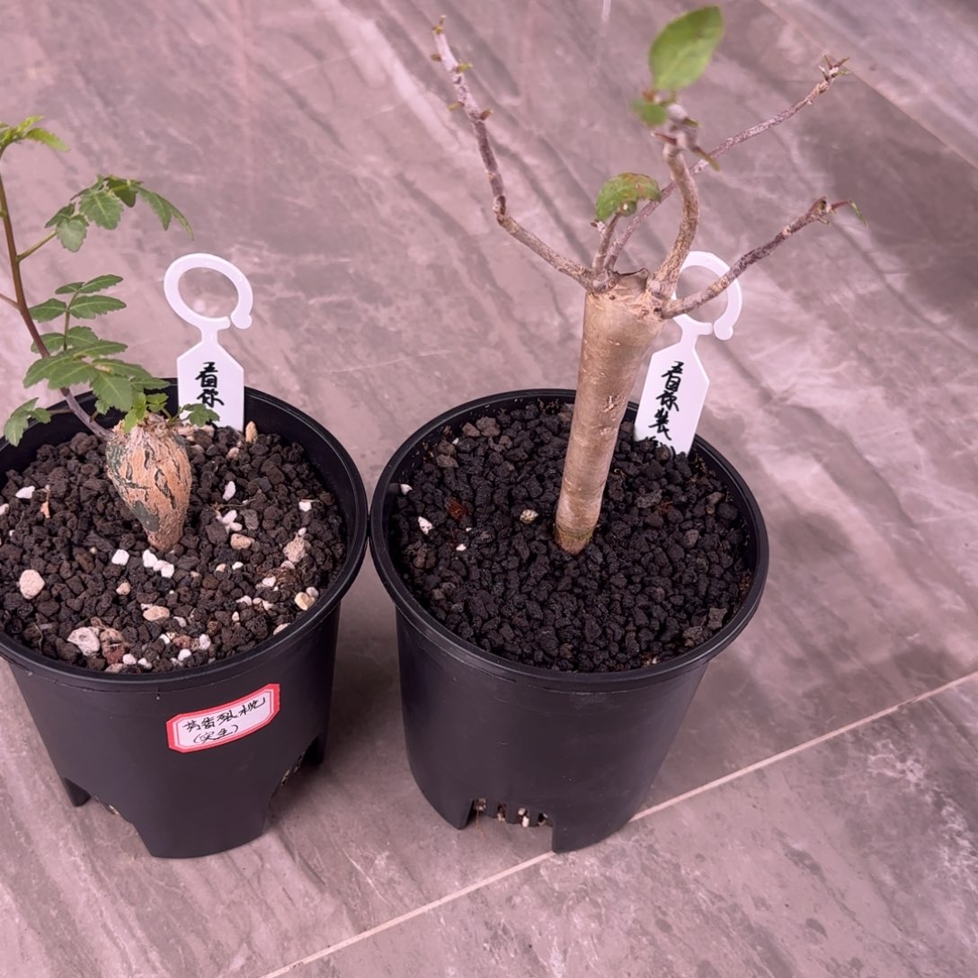 看***装舍特达利实生还有芳香实生