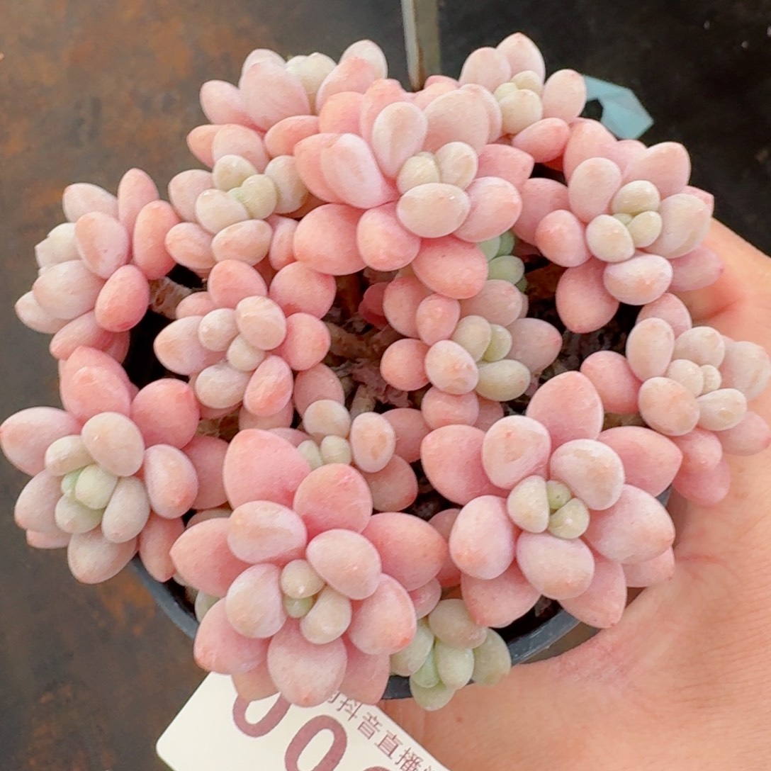 鱼子酱老桩         精品多肉