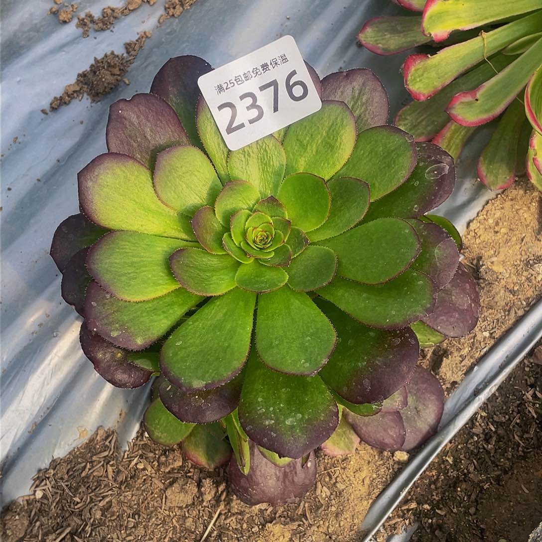 2377雨荷多肉植物