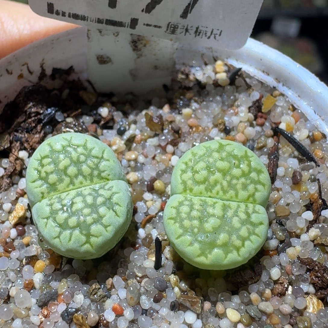 Ssss清货价便宜出197