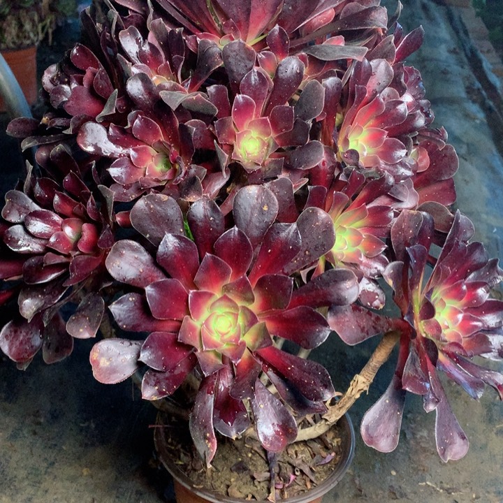 十*爱833花娜多肉一物一拍