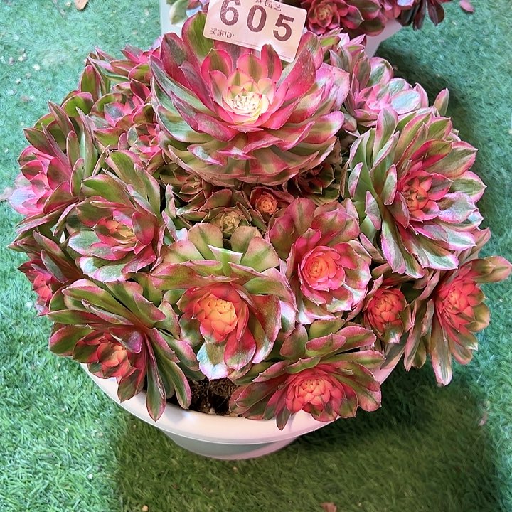 无花朵半*605轻颜法师