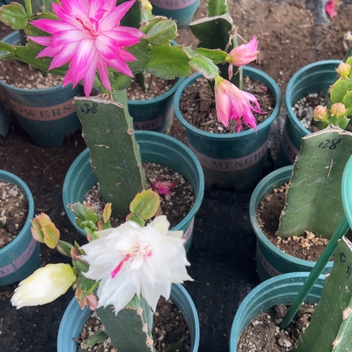 李***英24号百重0000000花朵