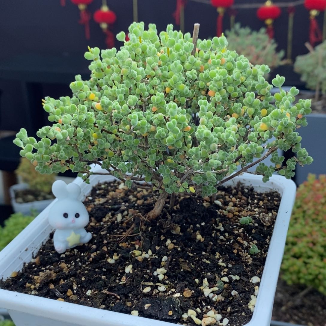 c127号老桩莱斯枝干多肉