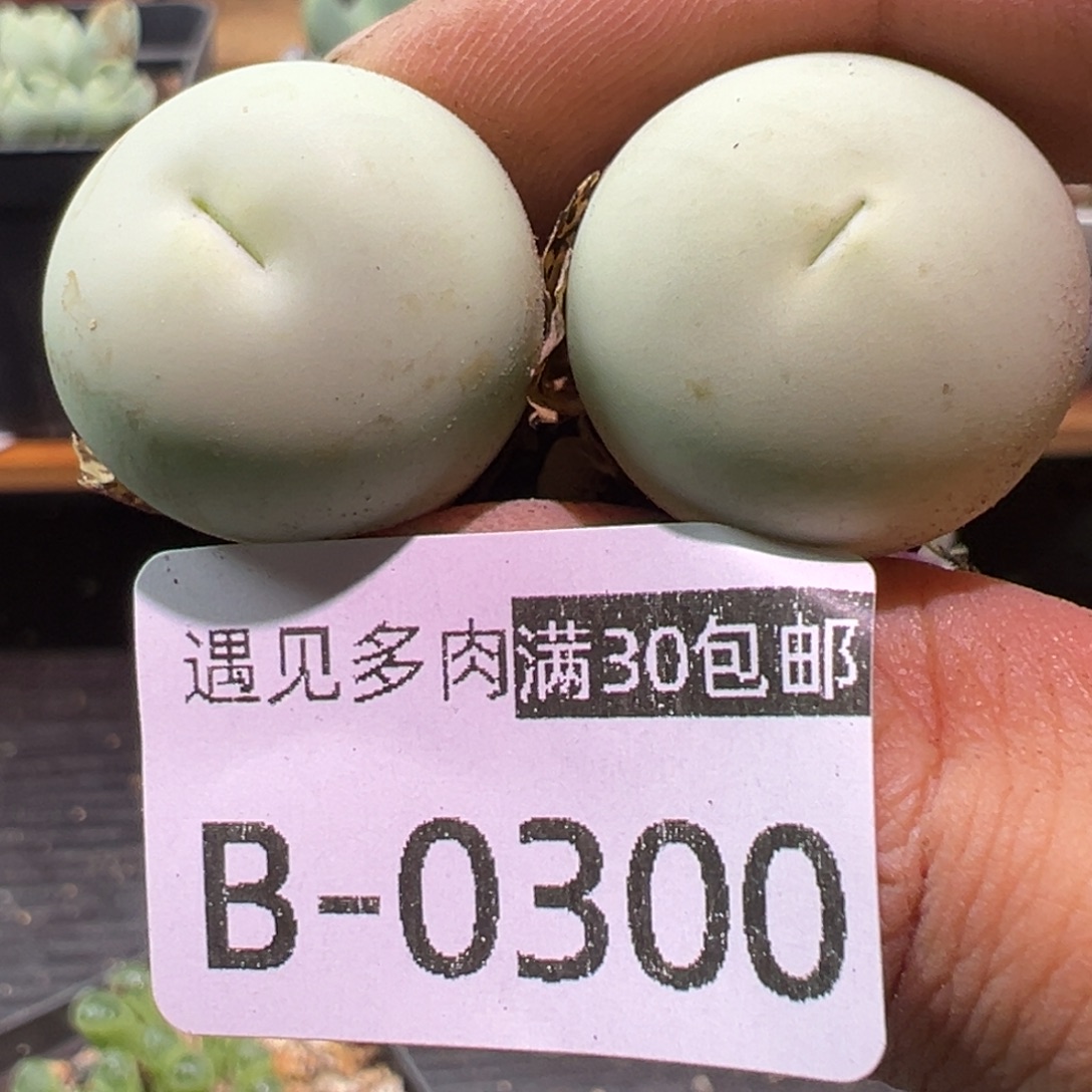 多肉植物111111111111