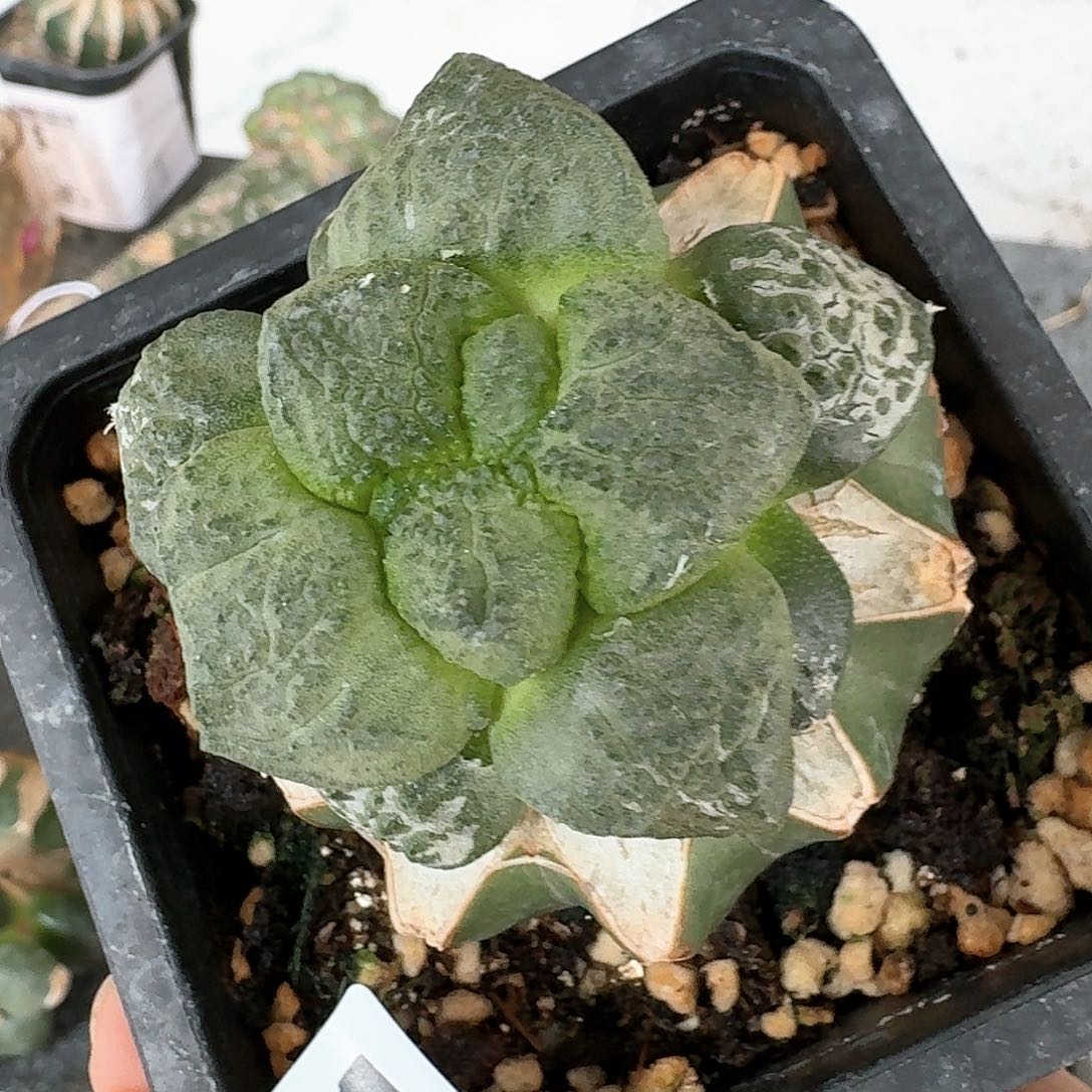 【闪购商品】无花朵Y*K连山704