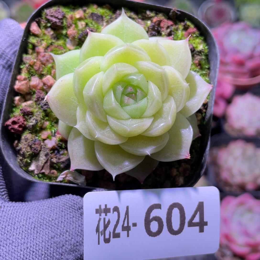 花利美24-604麦秆