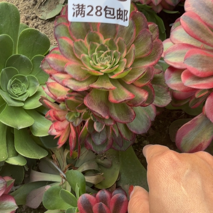 6968三号棚嫁接黑膜锦N