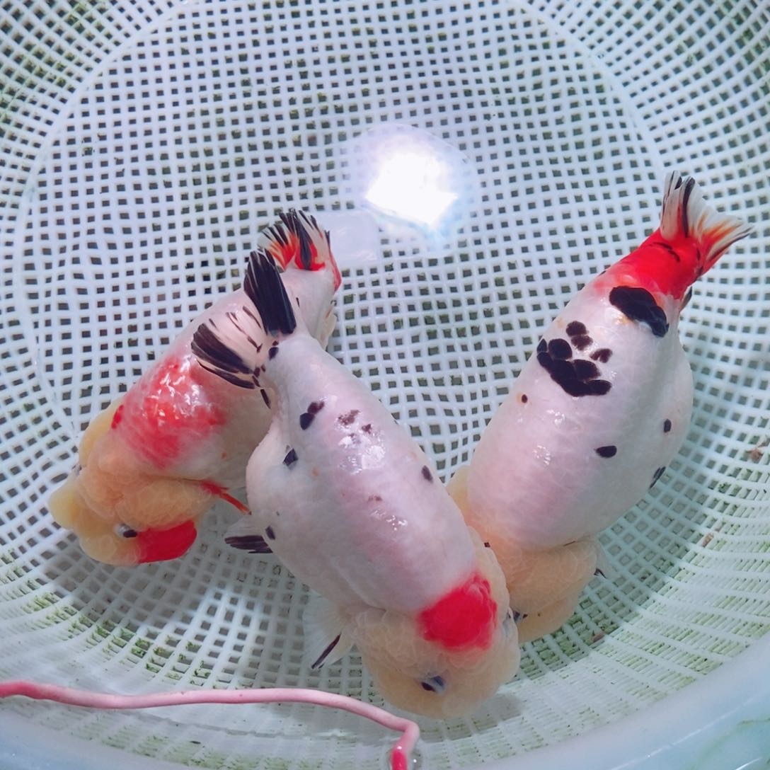 海水鱼晴**虹兰寿金鱼