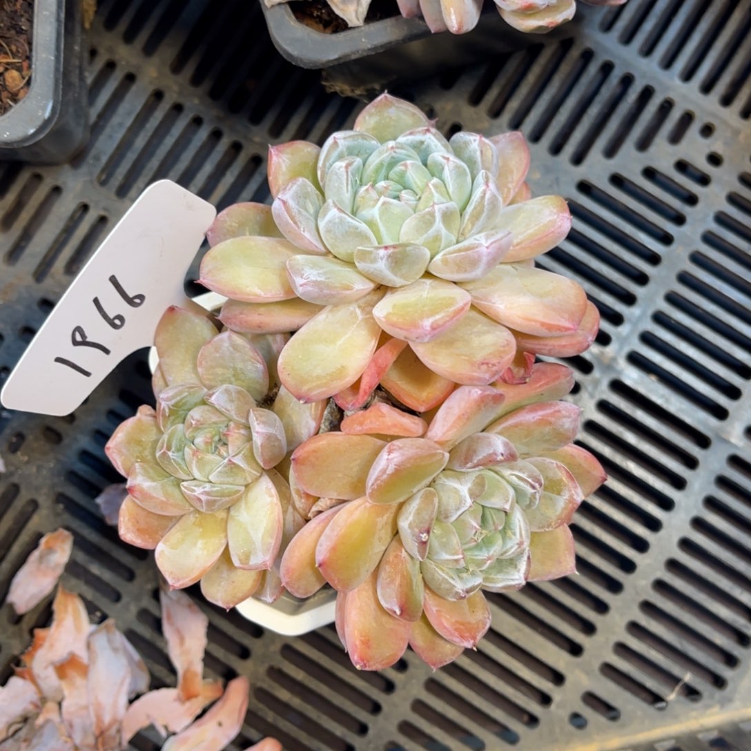 风***立老阿姨一物一拍1966