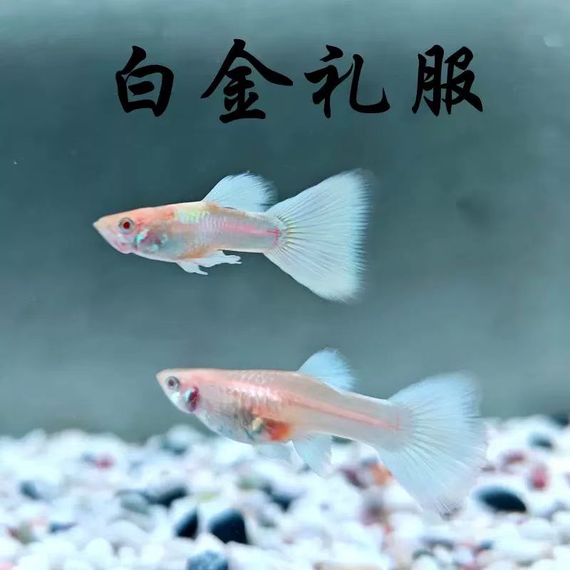 白金礼服孔雀鱼小型热带观赏鱼【入缸后不报损介意慎拍】