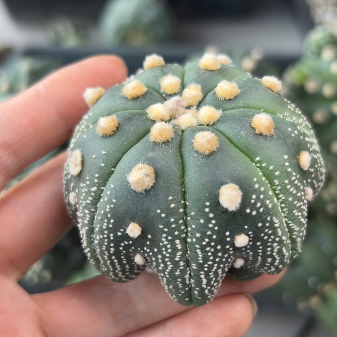 养*羊342。仙人球的世界里