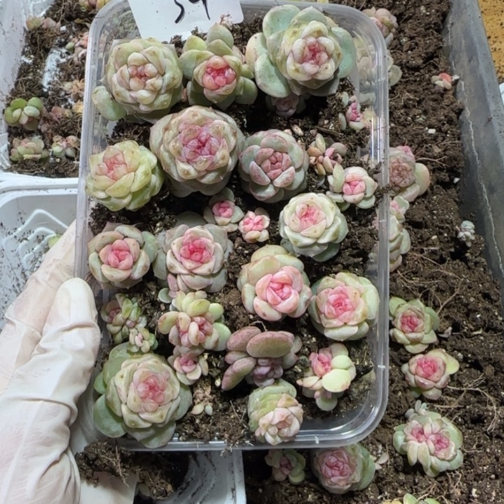 阿***。34盒绝绝子多肉一盒