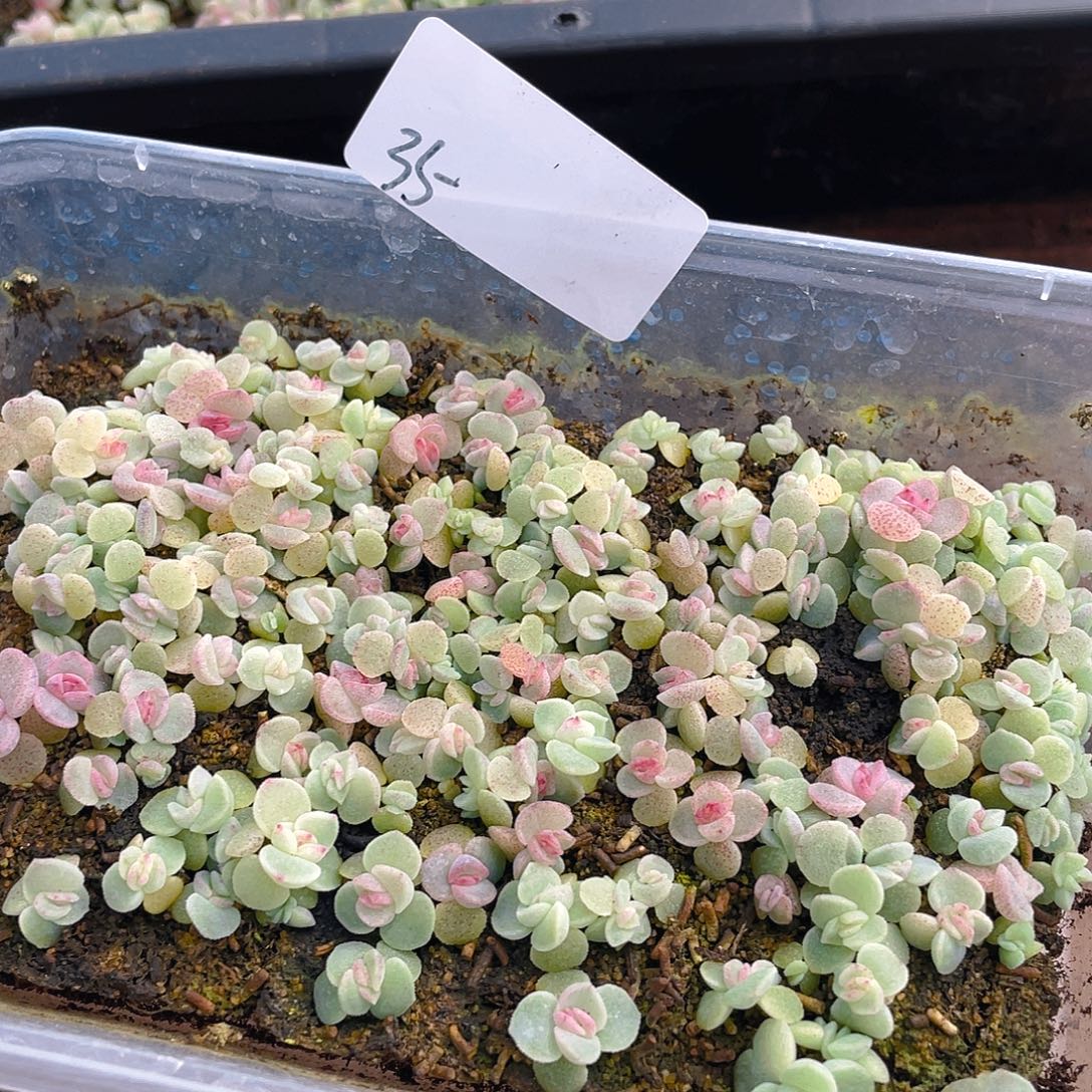 雪***饼多肉植物多肉植物35