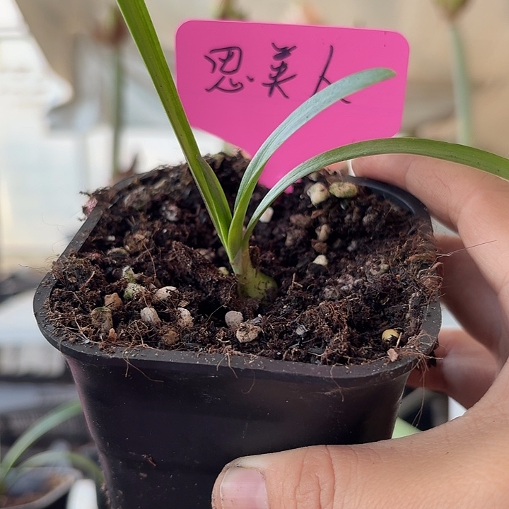 无花朵思美人朱顶红直径1