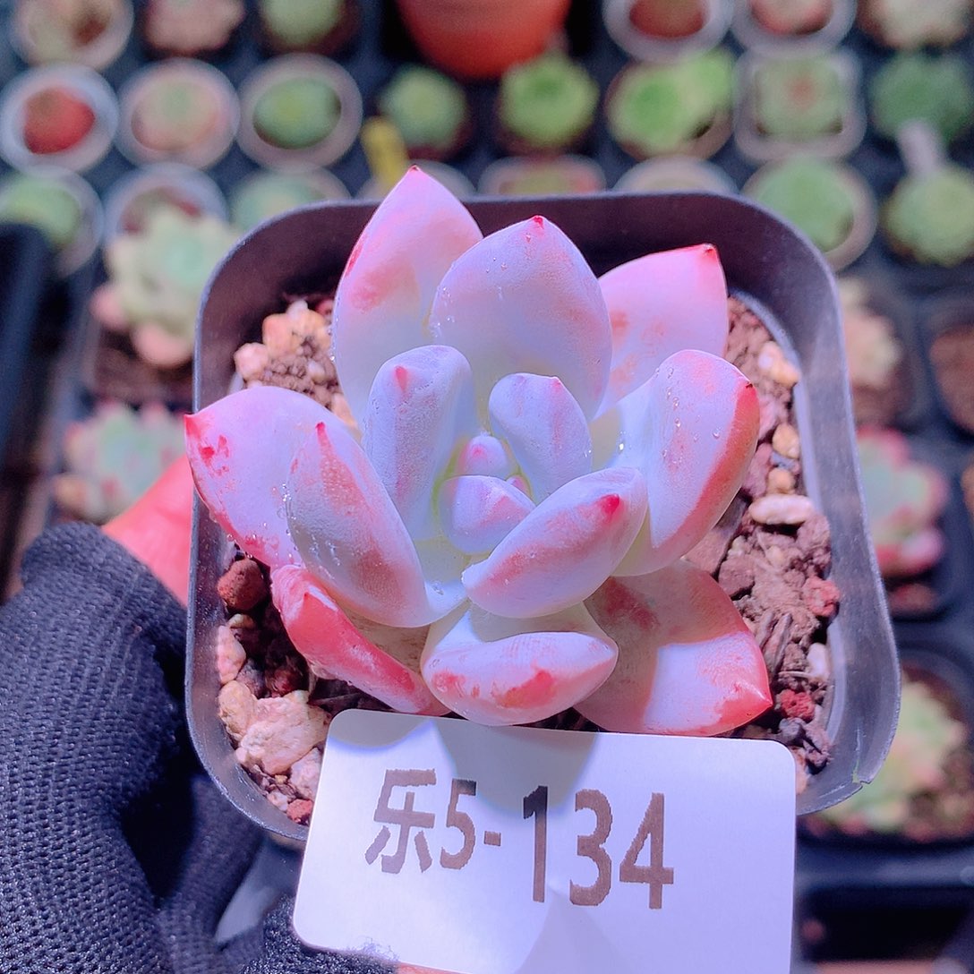 乐然5-134 嫦娥单头 