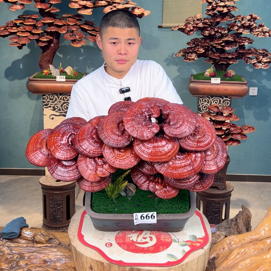 无花朵88888888888