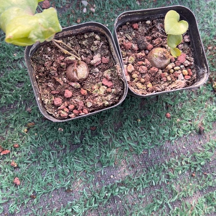 南非龟两颗，带盆发