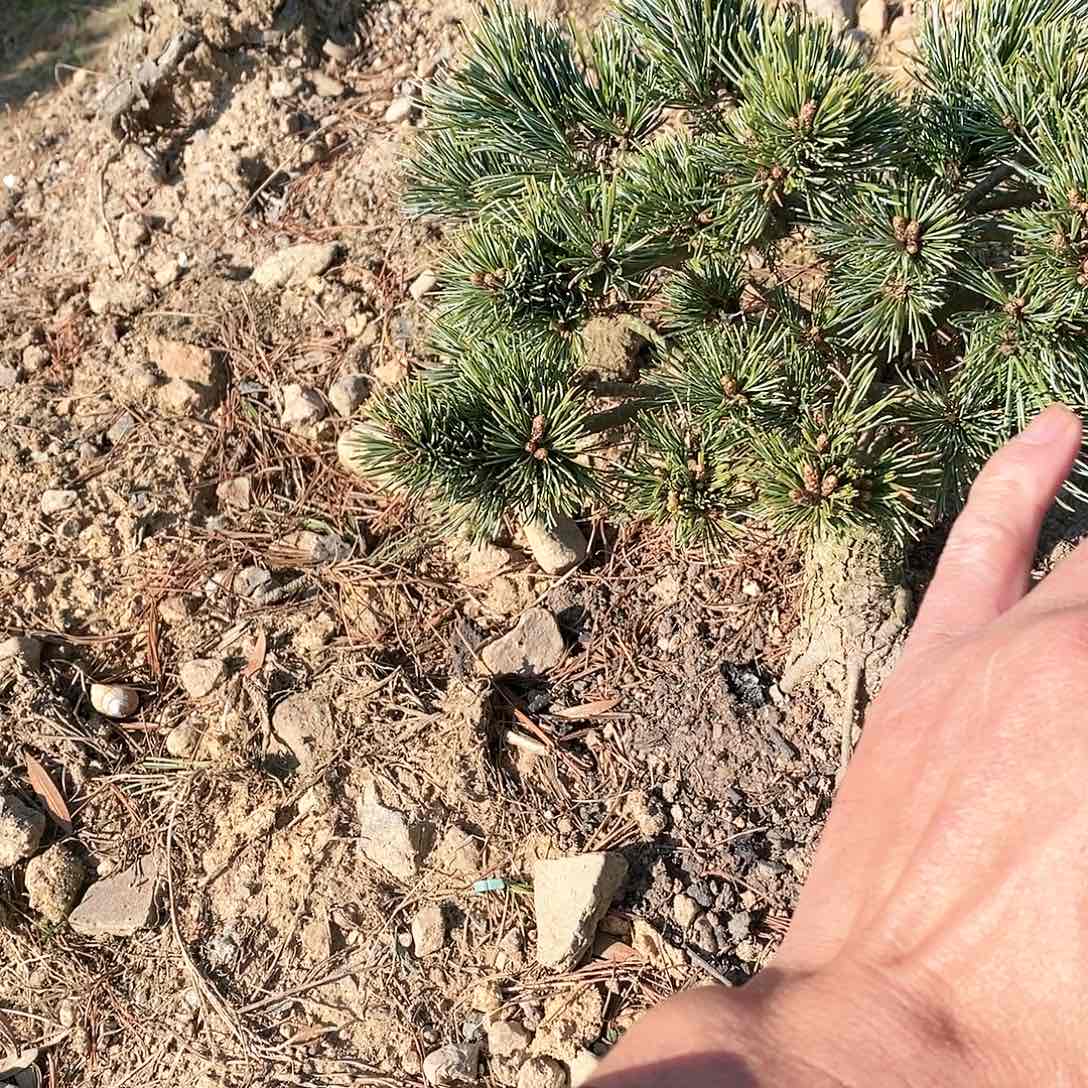 【闪购商品】无花朵盆景